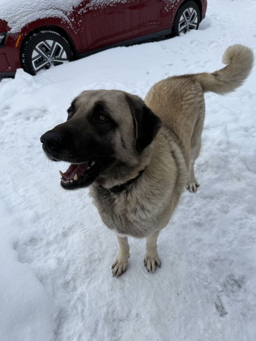 Предлагается для вязки (Anatolian Shepherd) (Kangal)