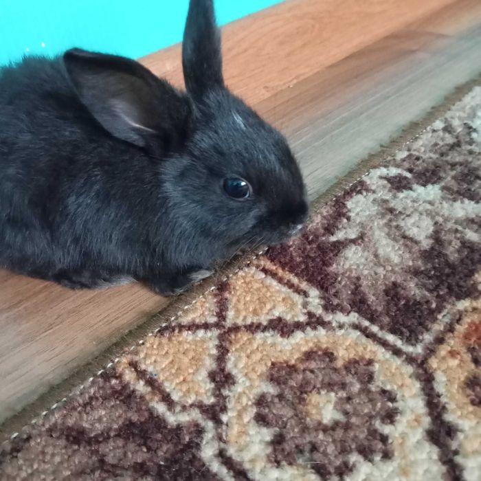 Кролі Каліфорнійці. Німецький  строкач.