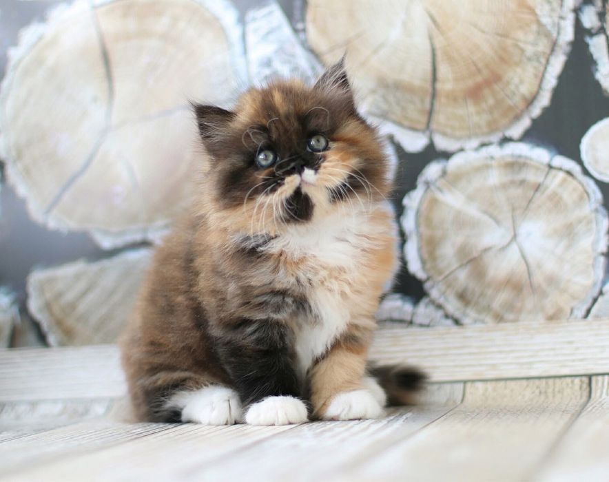 Фоны для фото 150*100