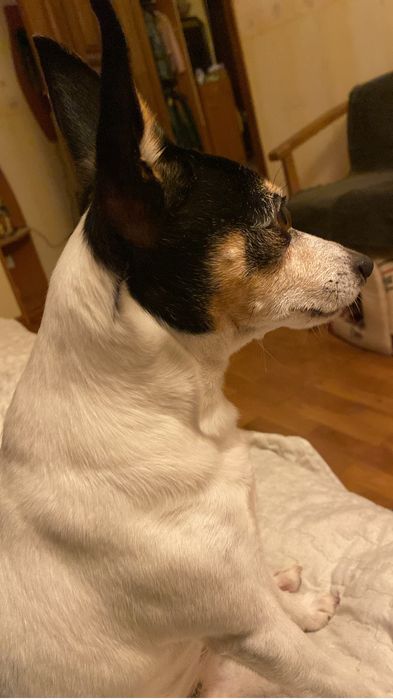 Перетримка тварин. Гарні умови. Любим і котиків і собак)