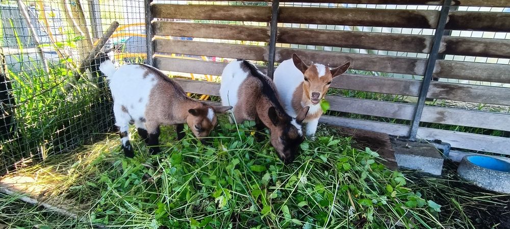 Cabras micro anãs