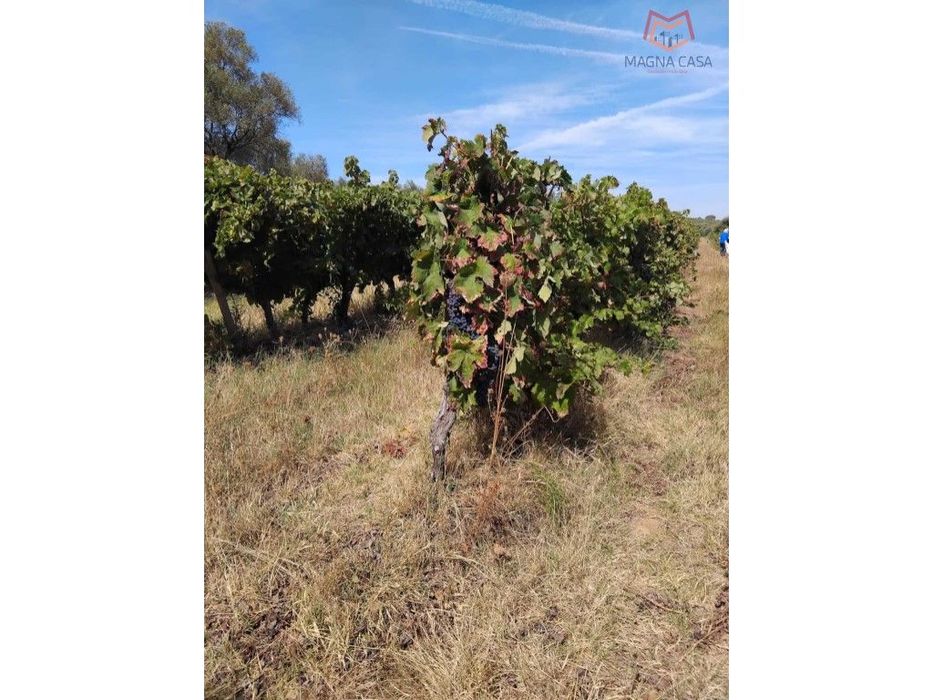 Terreno com Vinha, Borba, Èvora