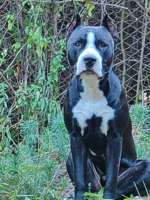 Хлопчик Амстафф шукає дівчинку такої ж пароди для в'язки