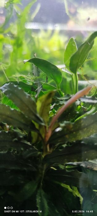 Zestaw roślin do akwarium  bez co2