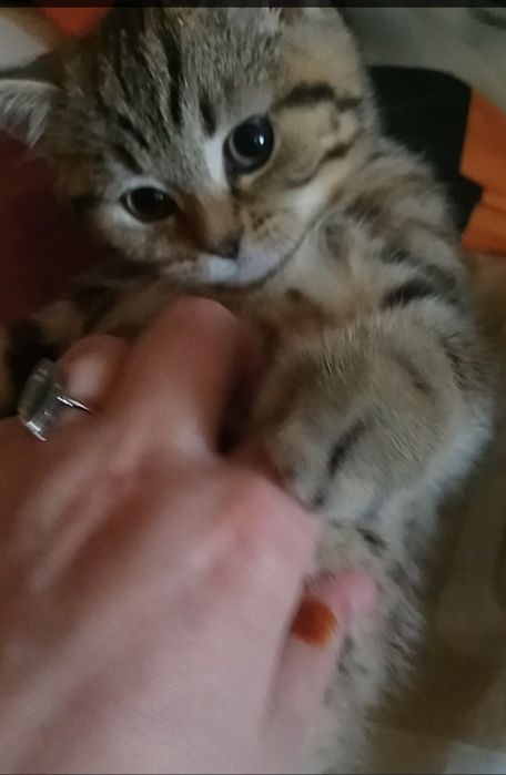 Шотландские, породистые  котята, готовы к переезду. Одесса
