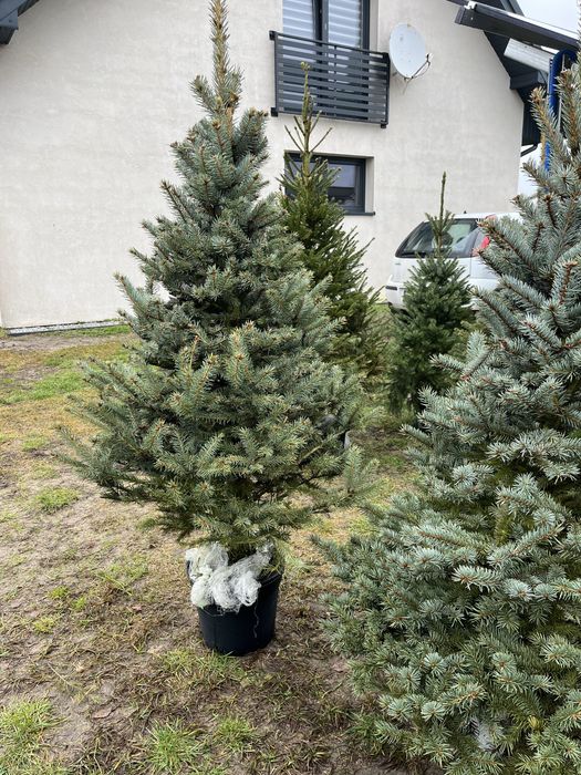 Świerk w donicach formowany