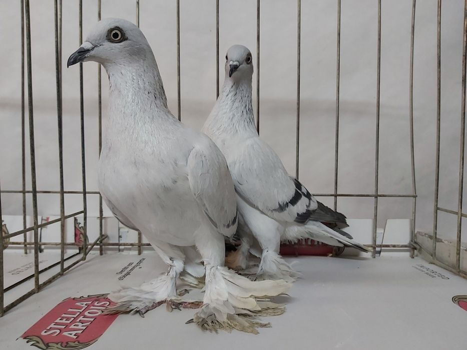 Gołębie Jasne Żałobne Kosmate