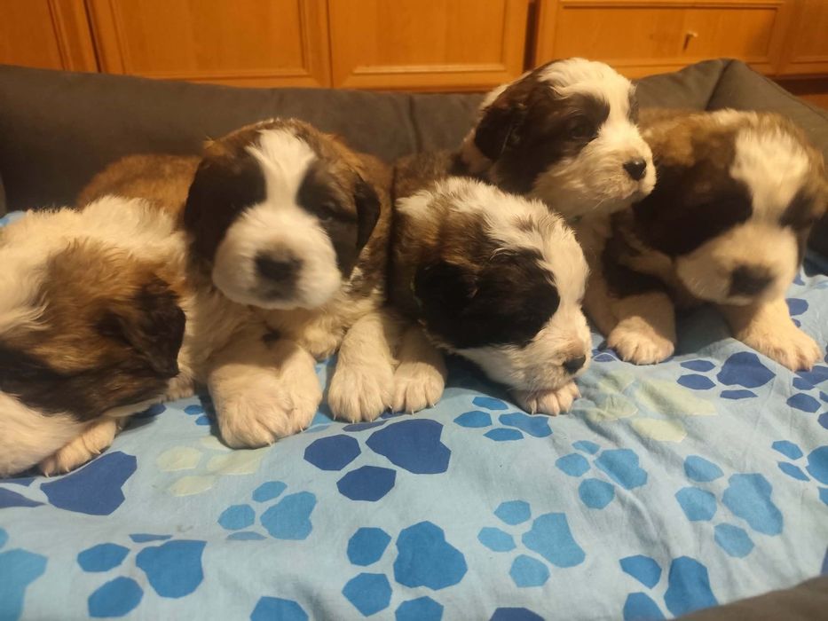 Szczeniaki bernardyny