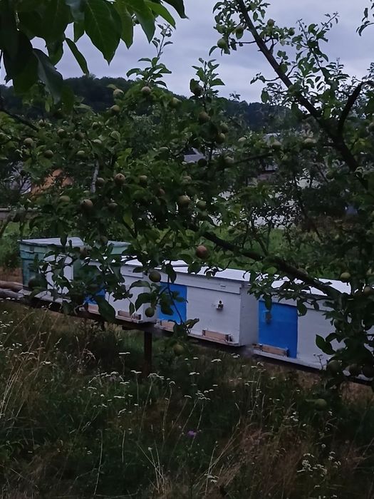 Бджоли (відводки)