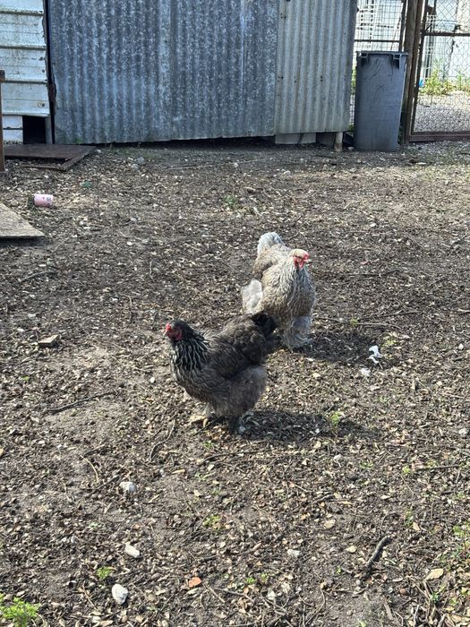 Galinhas bragma e legorn