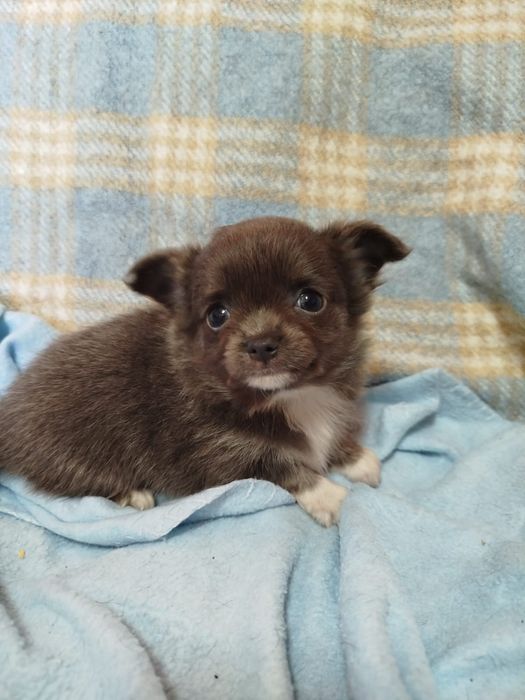 Chihuahua Fêmea pelo longo