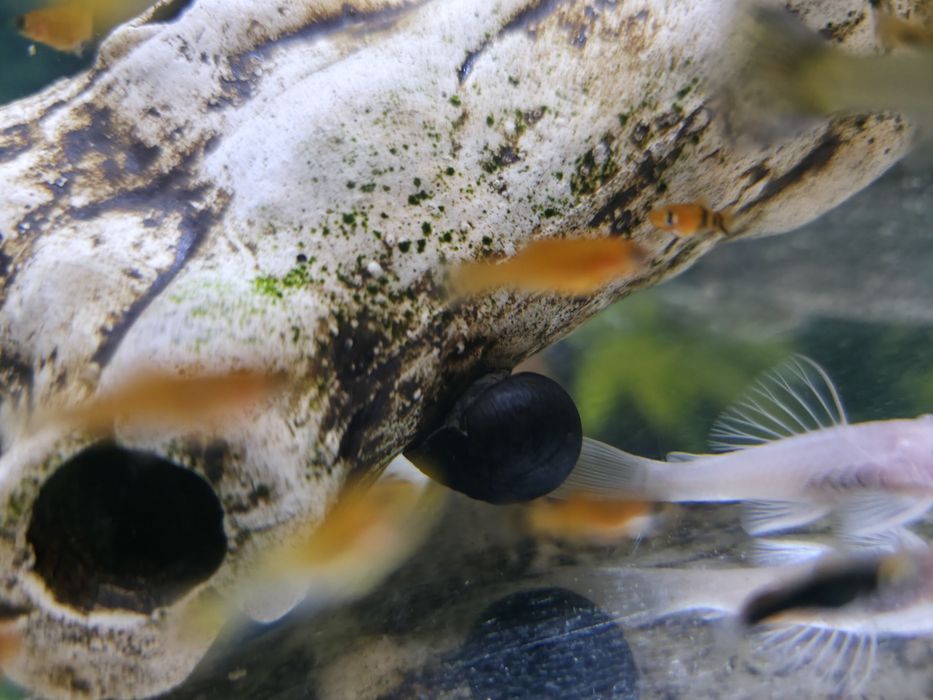 Ślimak Helmet NA GLONY