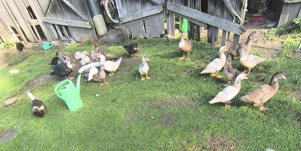 Sprzedam Kaczki                ;