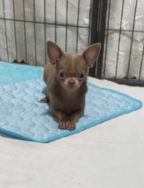 Лілова чихуахуа міні - від лілових батьків.