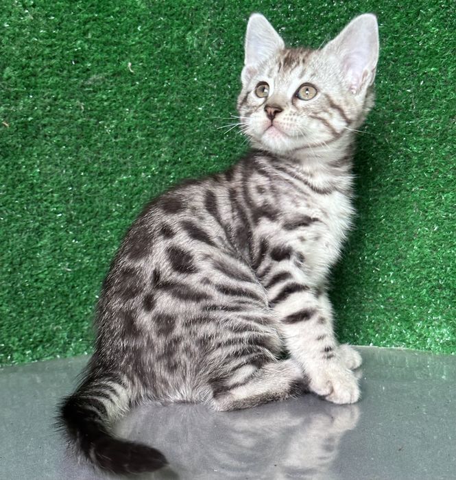 Девочка бенгалка, 2 месяца