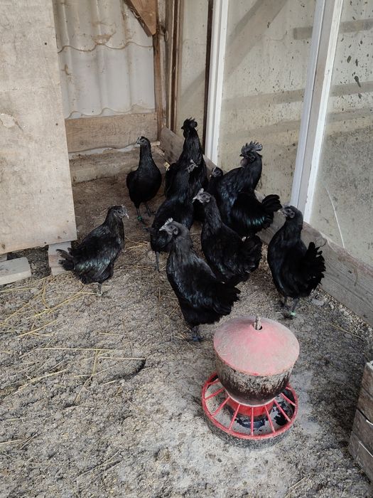 Ayam cemani jajka lęgowe