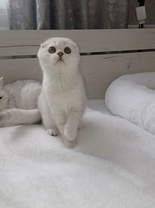 Шикарный котенок  девочка шиншилла