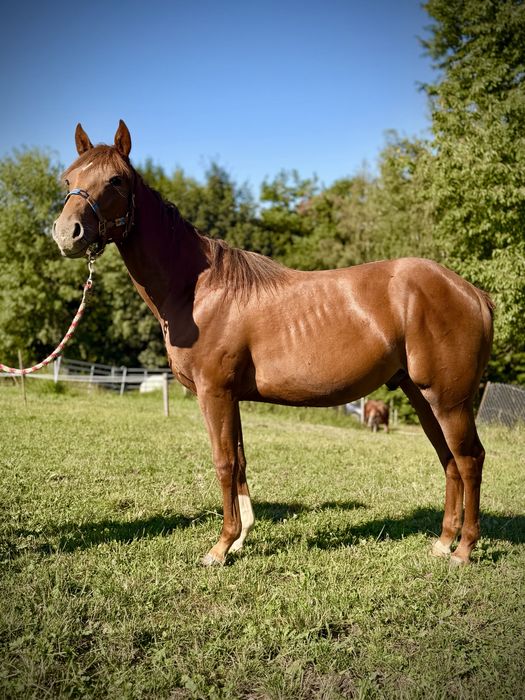 Roczniak, ogierek, AQHA