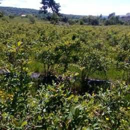 Plantas de mirtilos (mirtileiros)
