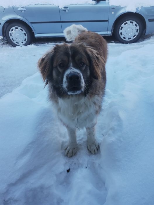 Московська сторожова (в'язка)