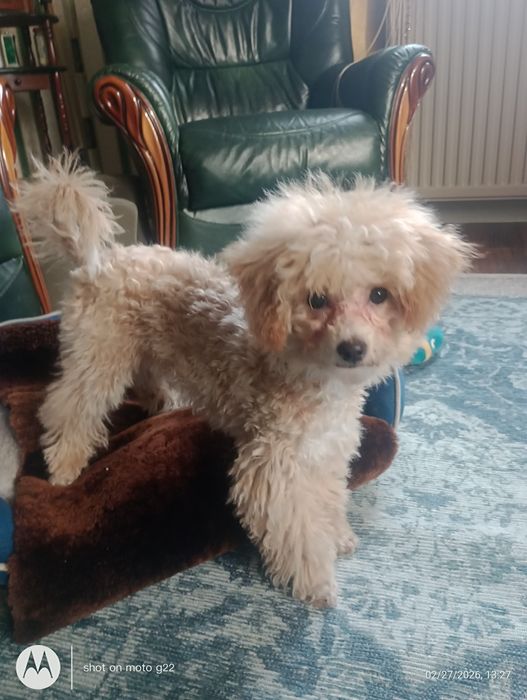 Pudel miniaturowy xBichon frise