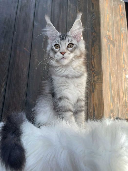 Великолепный Малыш Рамзес из питомника "ST*Olympus Pride"