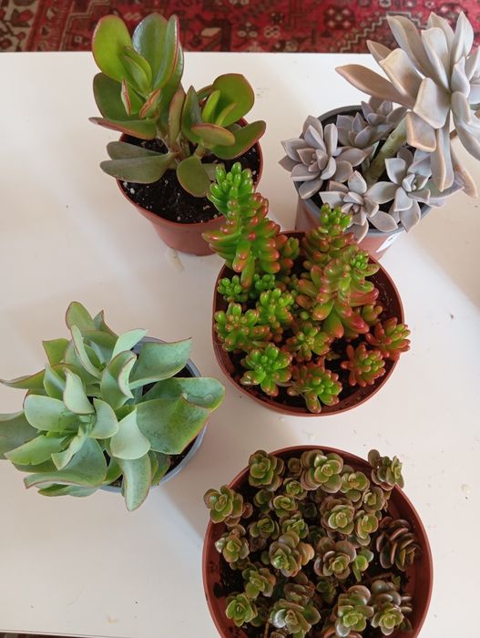 Suculentas desde 3 euros