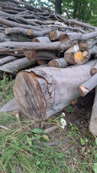 Drewno opałowe buk kominkowe