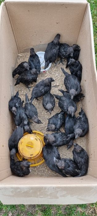 Ayam cemani - kurczaki oraz jaja lęgowe