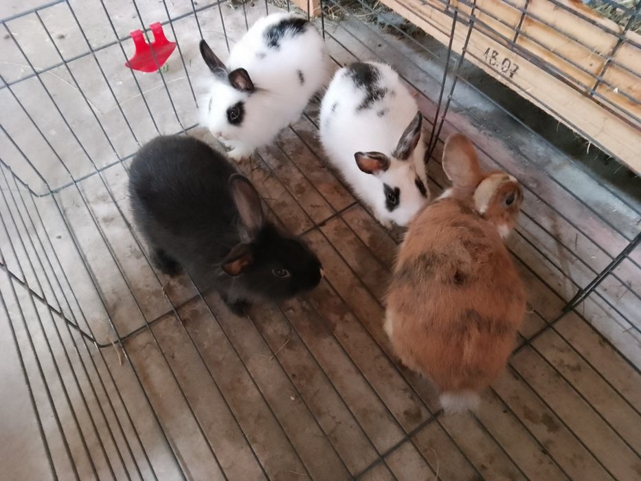 Króliczki miniaturki