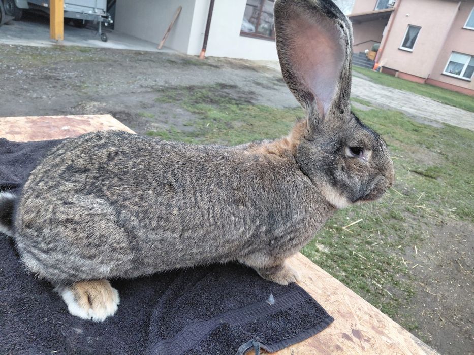 Krolik Belg olbrzym