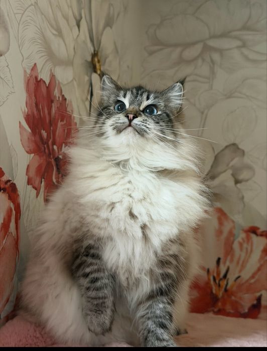 Ragdoll Kotka pohodowlana Angel