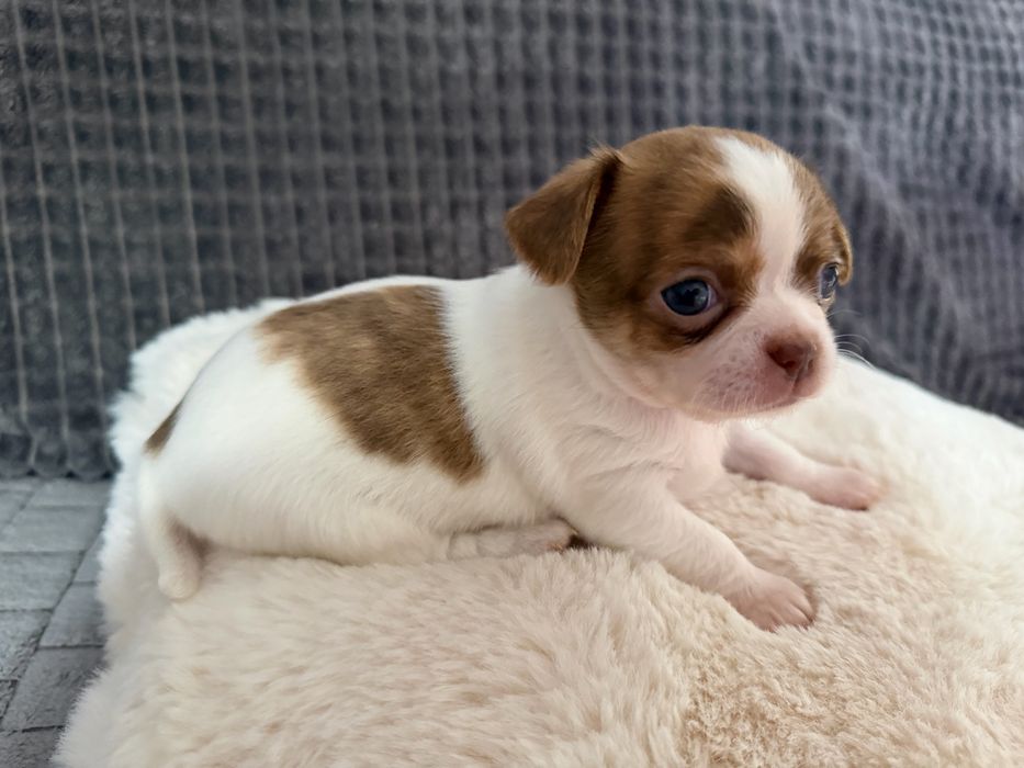 Suczka chihuahua krotkowlosa  miniaturka