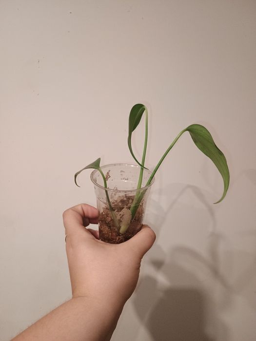 Monstera burle Marx flame