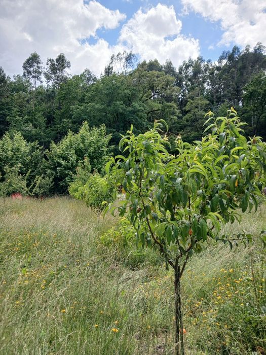 Vendo terreno com ruina para construir.