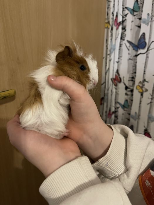 Swinka morska rozetka