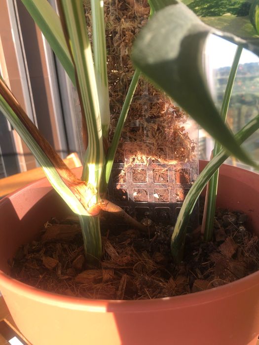 DUPLA Monstera Variegata Grande Porte