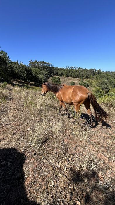 Egua puro sangue lusitano 3 anos