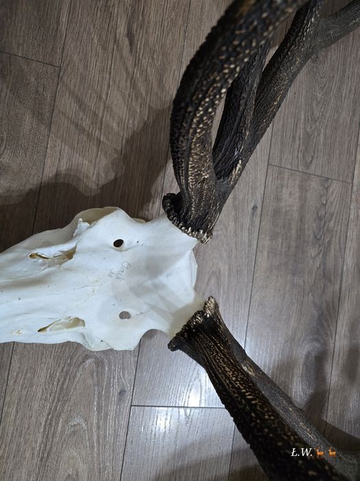 Wieniec zrzut zrzuty jelenia 9,30 kg