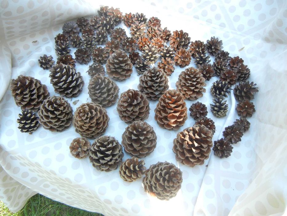 SZYSZKI sosny żółtej, diy 7-9 cm - 22 sztuki