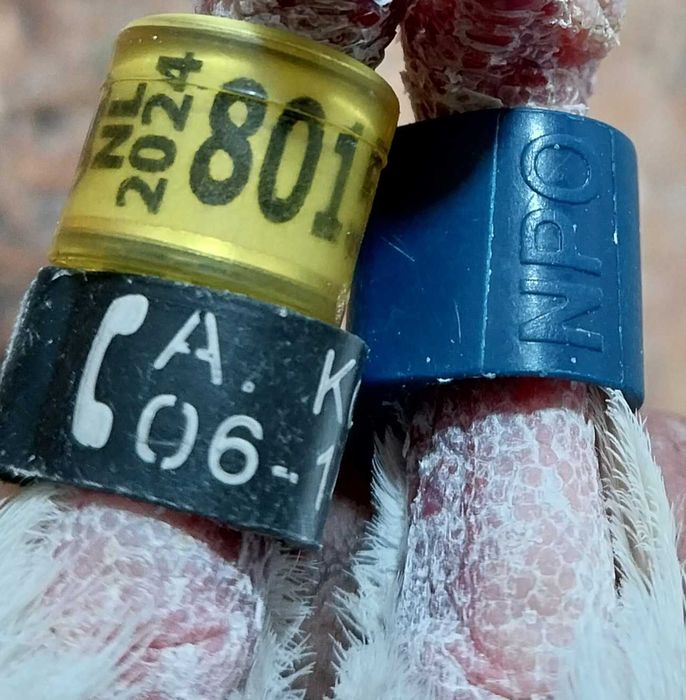 Gołębie pocztowe- Jasna płowa samica NL 2024- glazer czip NPO - grawer telefon- numery
