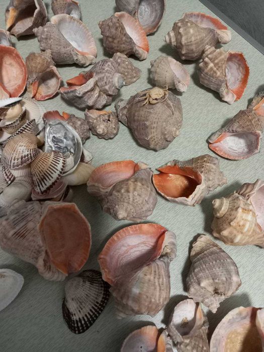 Ракушки, рапаны.