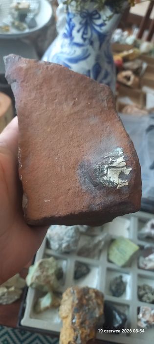 Minerały skamieniałości skamieniałe drewno