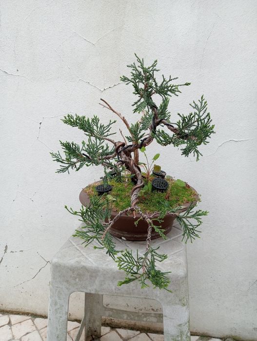 Bonsai - Juniperus S. José