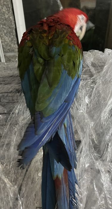 Arara vermelha macho (ara chloropterus)