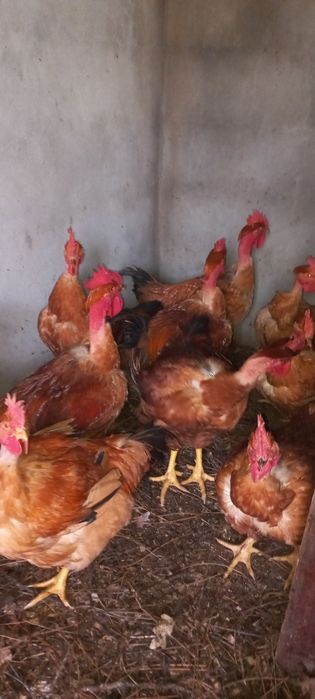 Frangos  caseiros  vermelhos