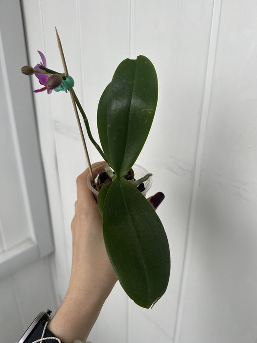 Орхідея pink flamingo