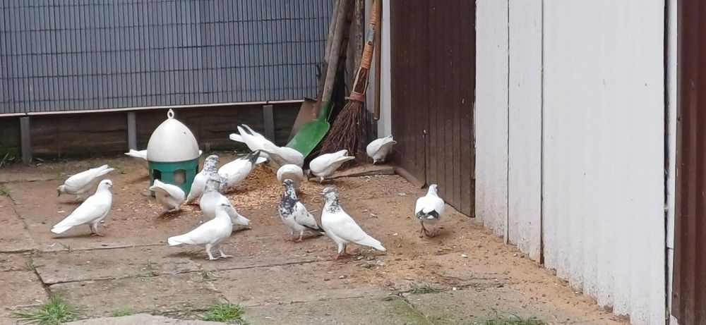 Gołębie Budapeszty