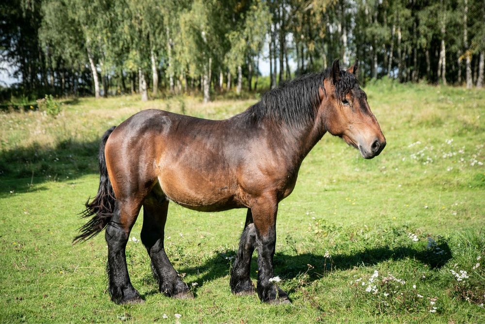 Sprzedam ogiera rasy Arden Polski