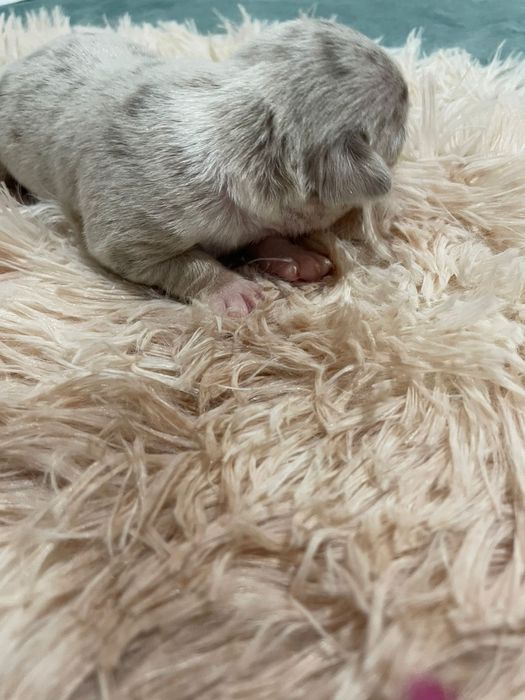 Chihuahua  macho Lilac Merle